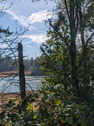 Water and a far shore of evergreens seen through trees and a broken snag, under a blue sky with white clouds.
