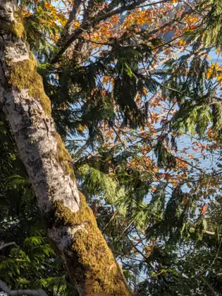 A moss-covered trunk leans up into evergreen boughs and branches of yellowing leaves.