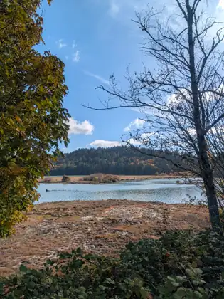 A tidal flat of brown marsh grass leads to calm water and a forested ridge, framed by a leafy tree and a bare one.