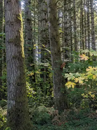 Mossy tree trunks stand among ferns and yellow maple leaves in a shaded forest.