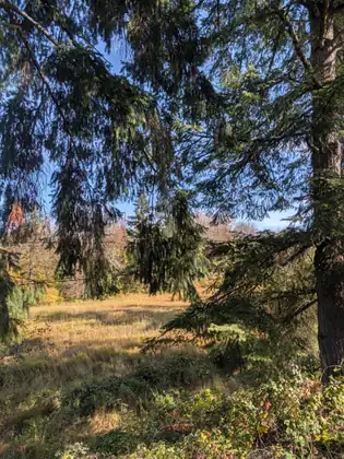 A grassy clearing in autumn colours opens beneath tall evergreens.