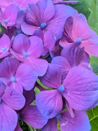 A close view of purple hydrangea flowers.