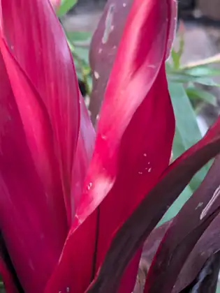 Bright magenta and deep red leaves of a tropical plant, close up.