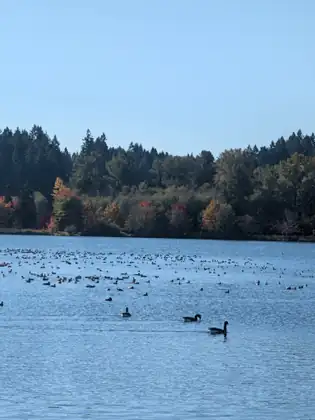 Flocks of geese and ducks rest on the lake below a wooded shore.