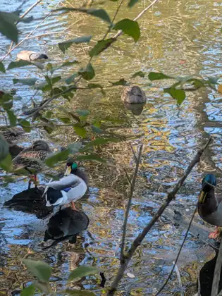 Mallard ducks paddle and stand in the shallows among overhanging branches.