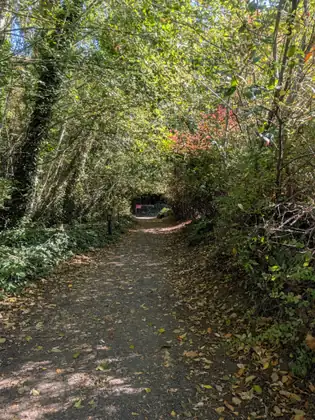 A leafy path runs between sunlit autumn trees on the approach to the Capitol.