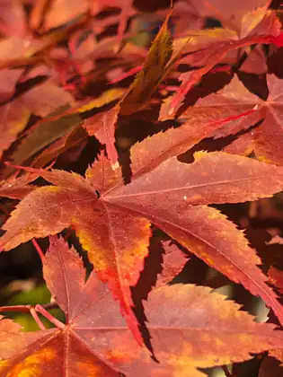 Close-up of red-orange Japanese maple leaves.