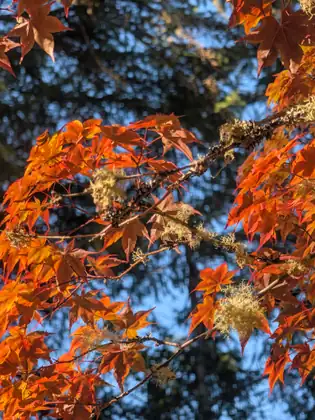 Orange maple leaves and tufts of pale lichen against a blue sky.