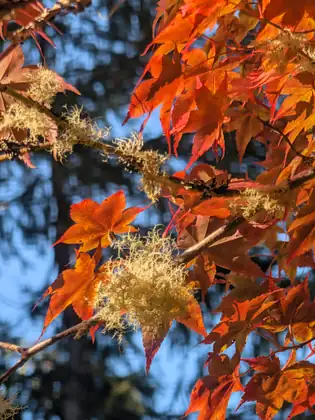 Bright orange maple leaves and lichen-covered twigs against the sky.