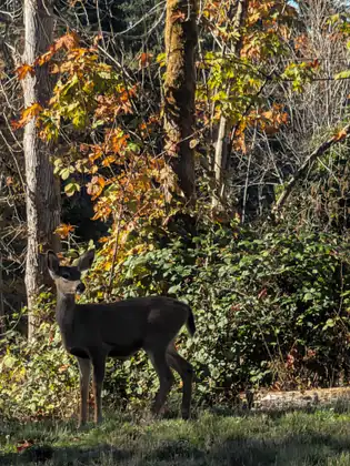 A deer stands among the trees and autumn undergrowth.