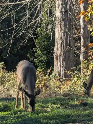A deer grazes on the grass at the edge of the woods.
