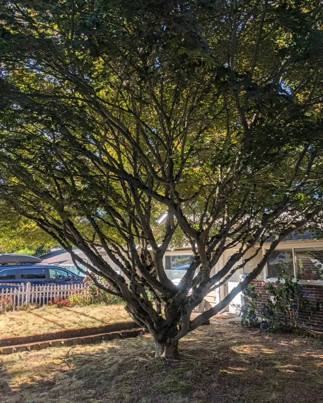 A broad low-branched tree in full leaf on a patch of dry grass beside Highway 99, with parked cars and a building behind it.