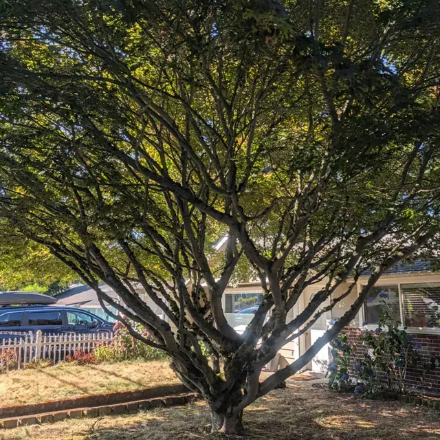 A broad low-branched tree in full leaf on a patch of dry grass beside Highway 99, with parked cars and a building behind it.
